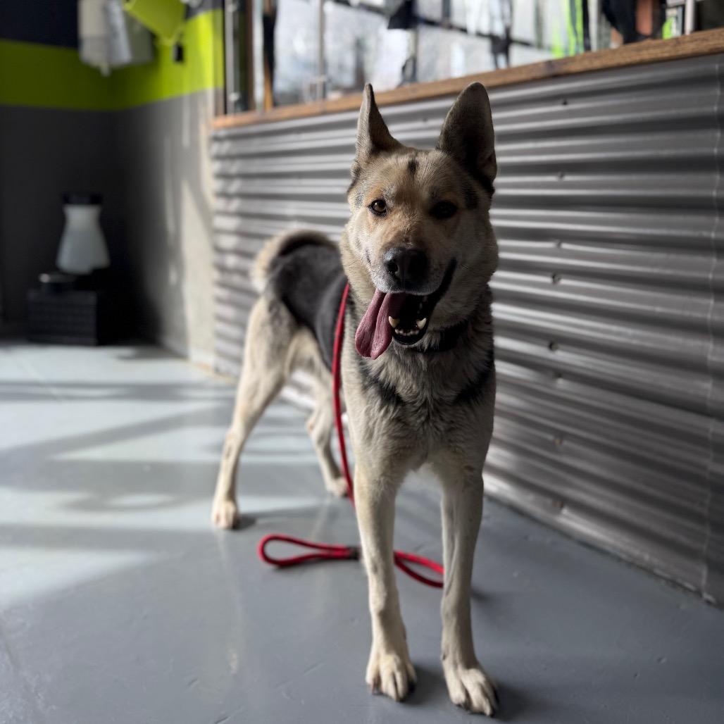 Enlarge Brody, a Adoptable mixed breed in Tacoma, WA image 5/6