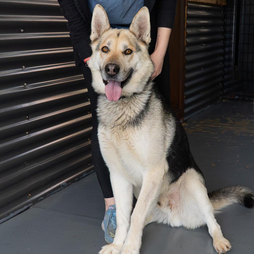 Enlarge Brody, a Adoptable mixed breed in Tacoma, WA image 5/6