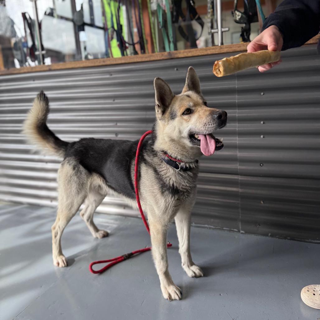 Enlarge Brody, a Adoptable mixed breed in Tacoma, WA image 6/6