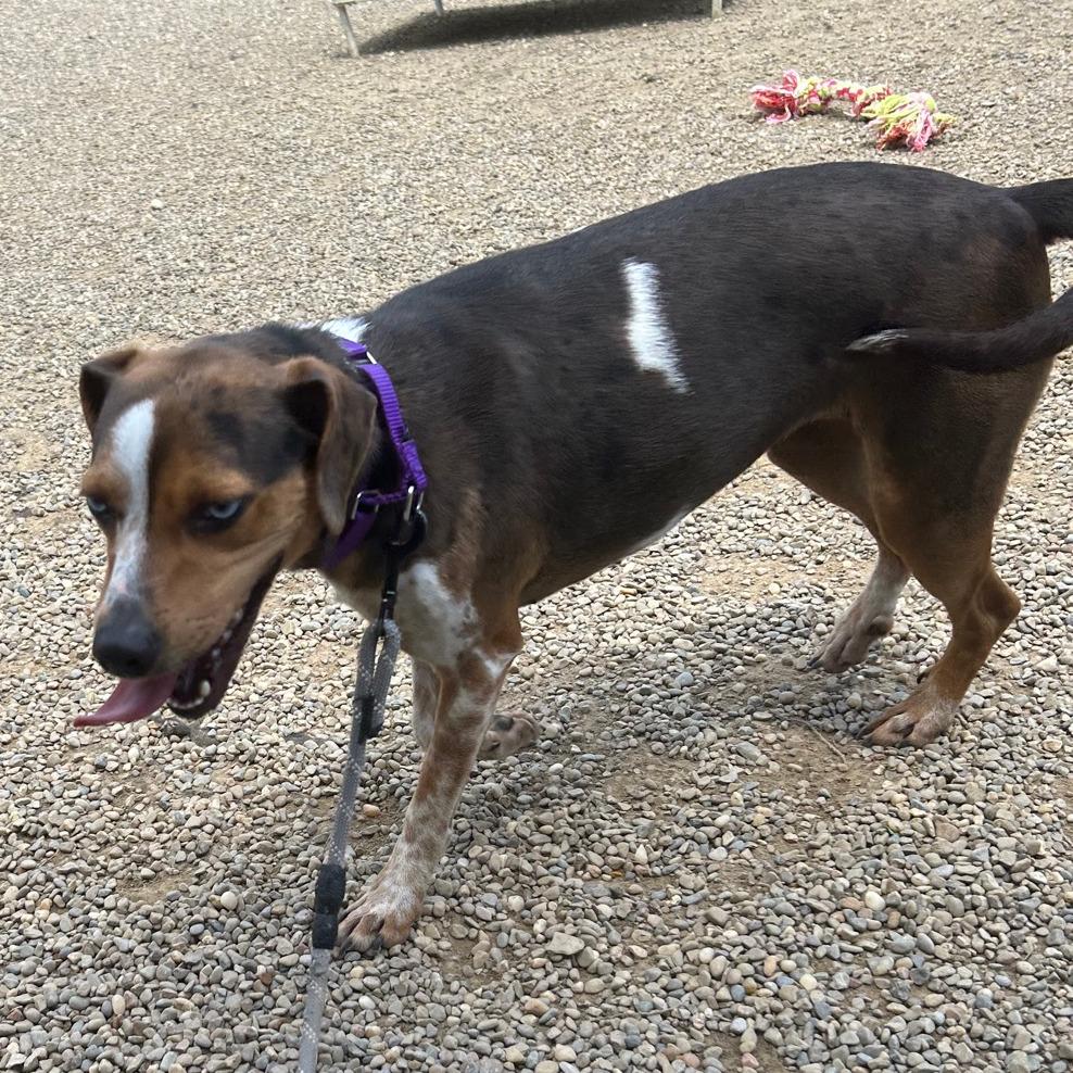 Enlarge Storm, a Adoptable Beagle in Columbia Station, OH image 2/6