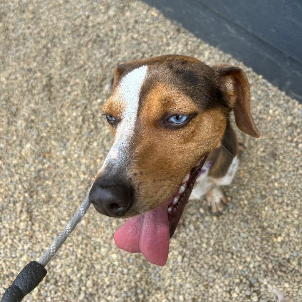 Enlarge Storm, a Adoptable Beagle in Columbia Station, OH image 5/6