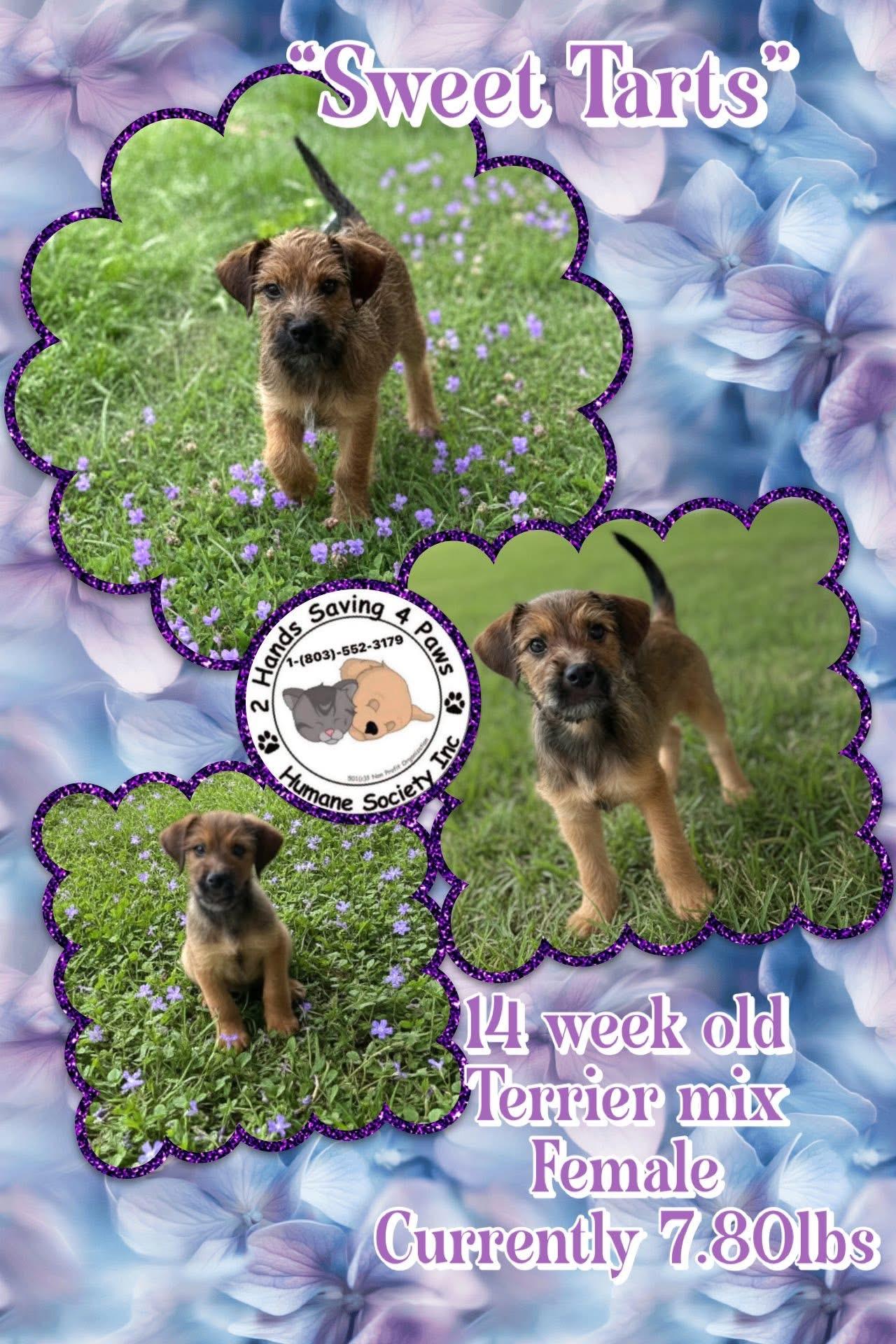 Sweet Tarts, adopted, Puppy Female Terrier.