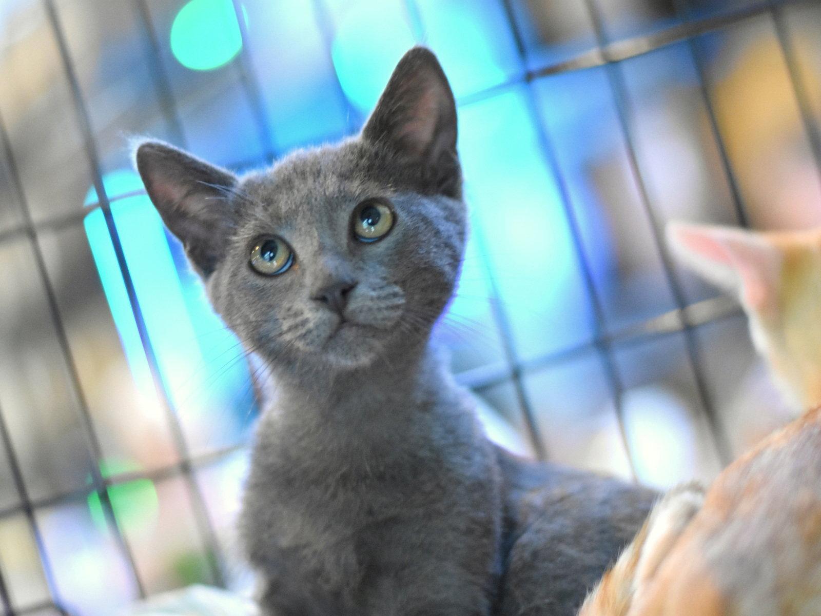 Ashton, a Adoptable Russian Blue in Montgomery, TX image 1/3