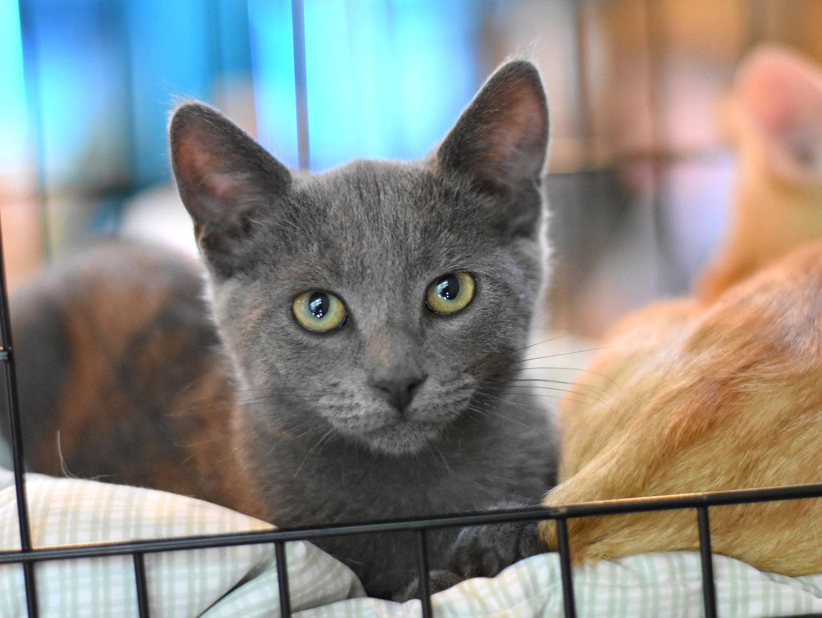 Ashton, a Adoptable Russian Blue in Montgomery, TX image 2/3