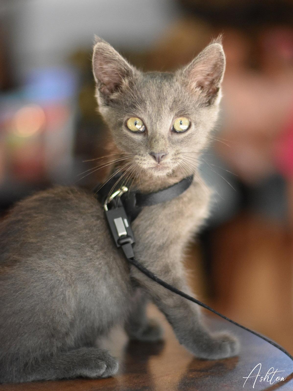 Ashton, a Adoptable Russian Blue in Montgomery, TX image 3/3
