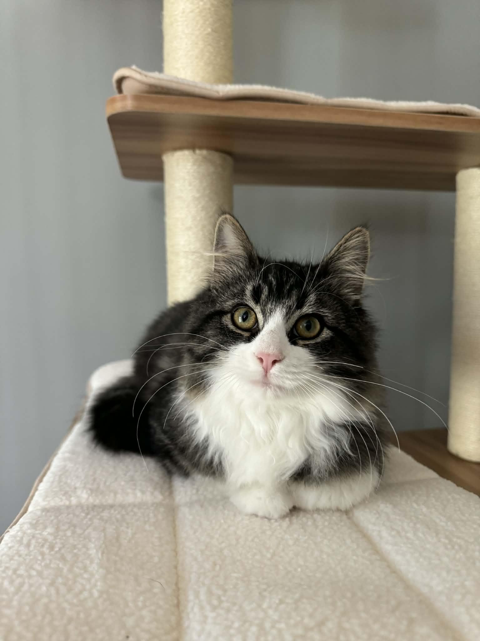 Enlarge Poppy, a Adoptable Tabby in Orleans, ON image 1/6