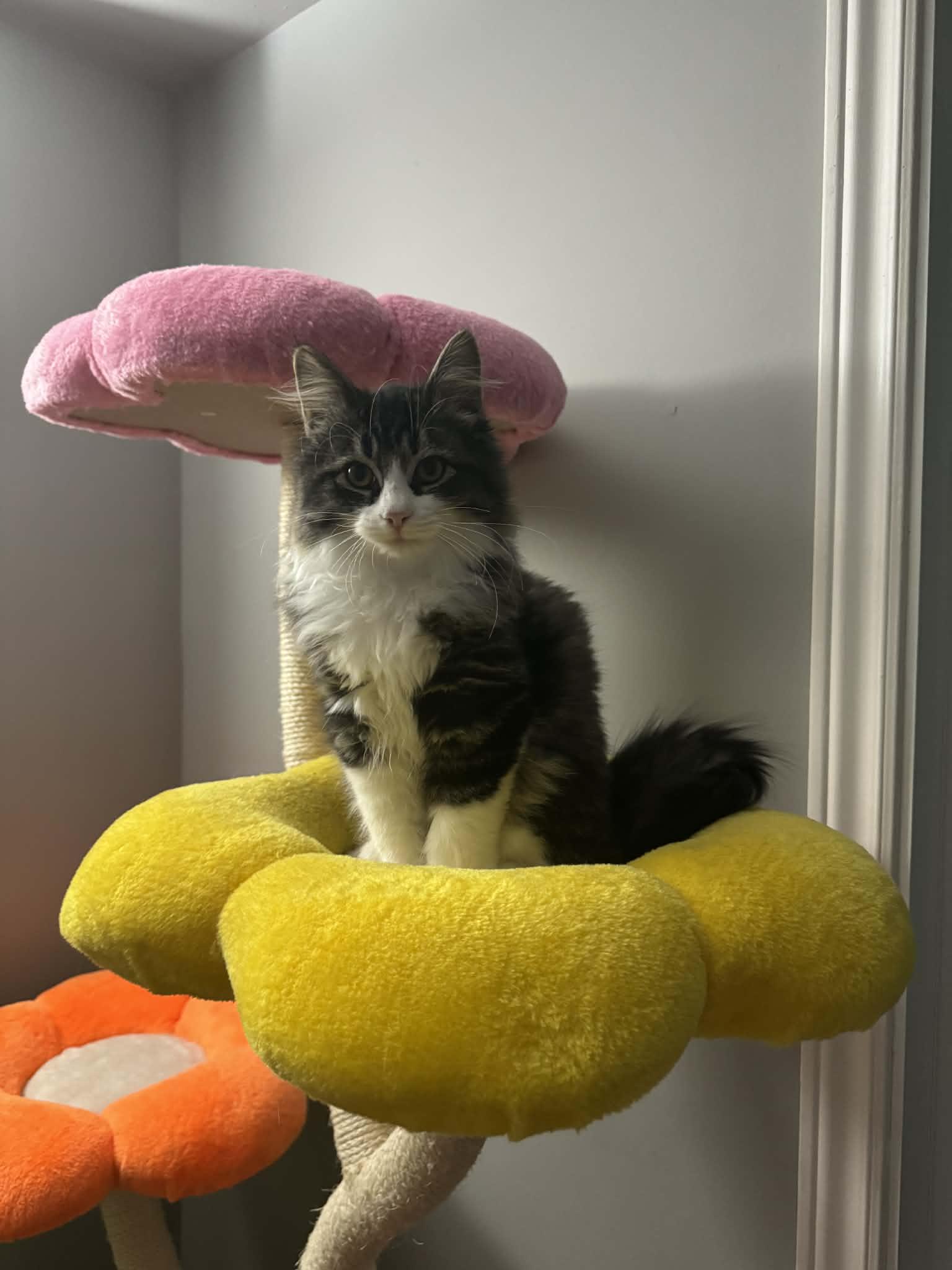 Enlarge Poppy, a Adoptable Tabby in Orleans, ON image 2/6