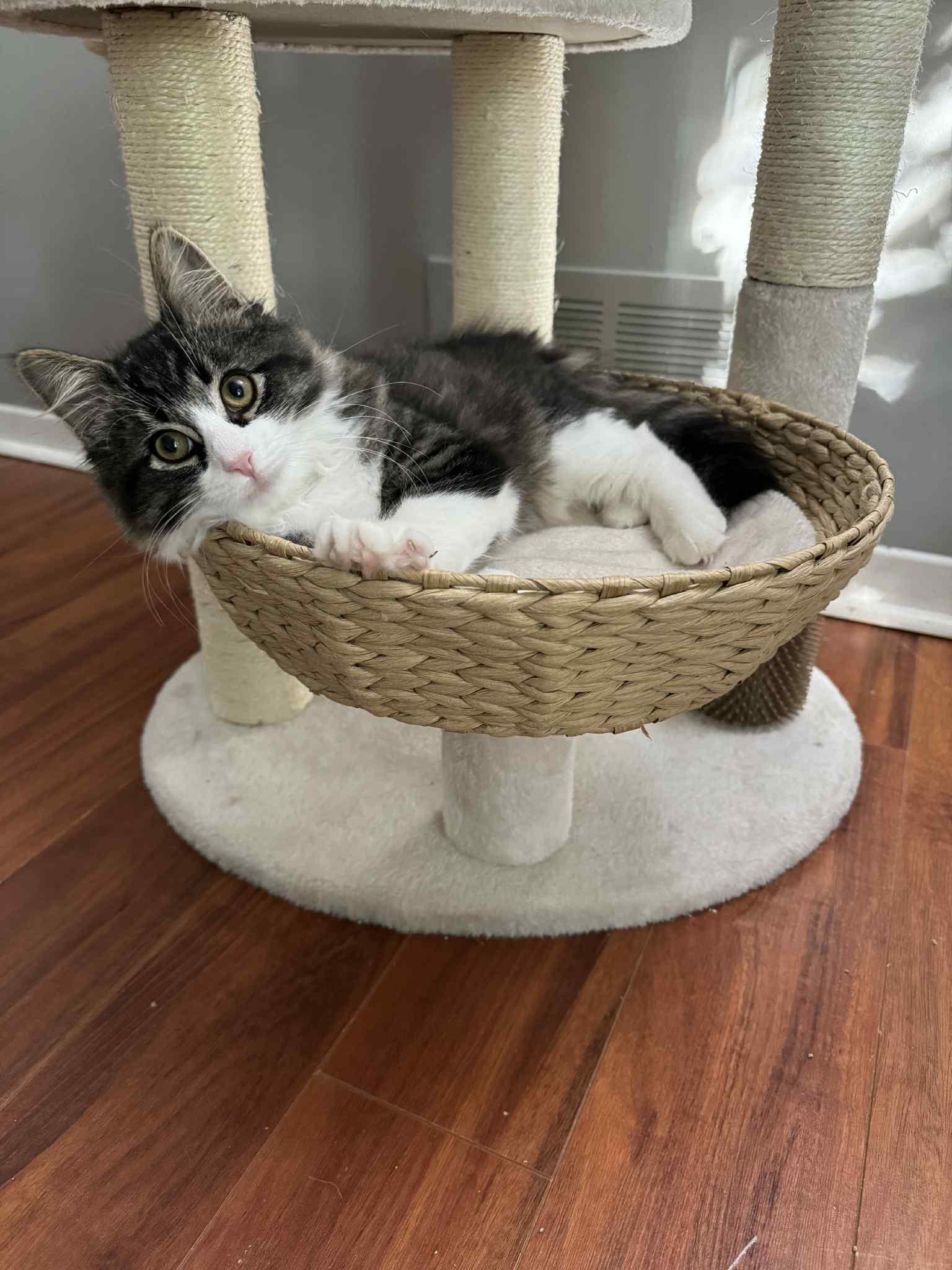 Enlarge Poppy, a Adoptable Tabby in Orleans, ON image 3/6