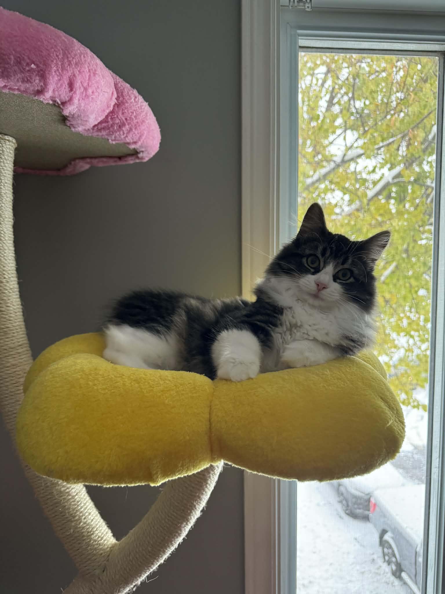 Enlarge Poppy, a Adoptable Tabby in Orleans, ON image 4/6