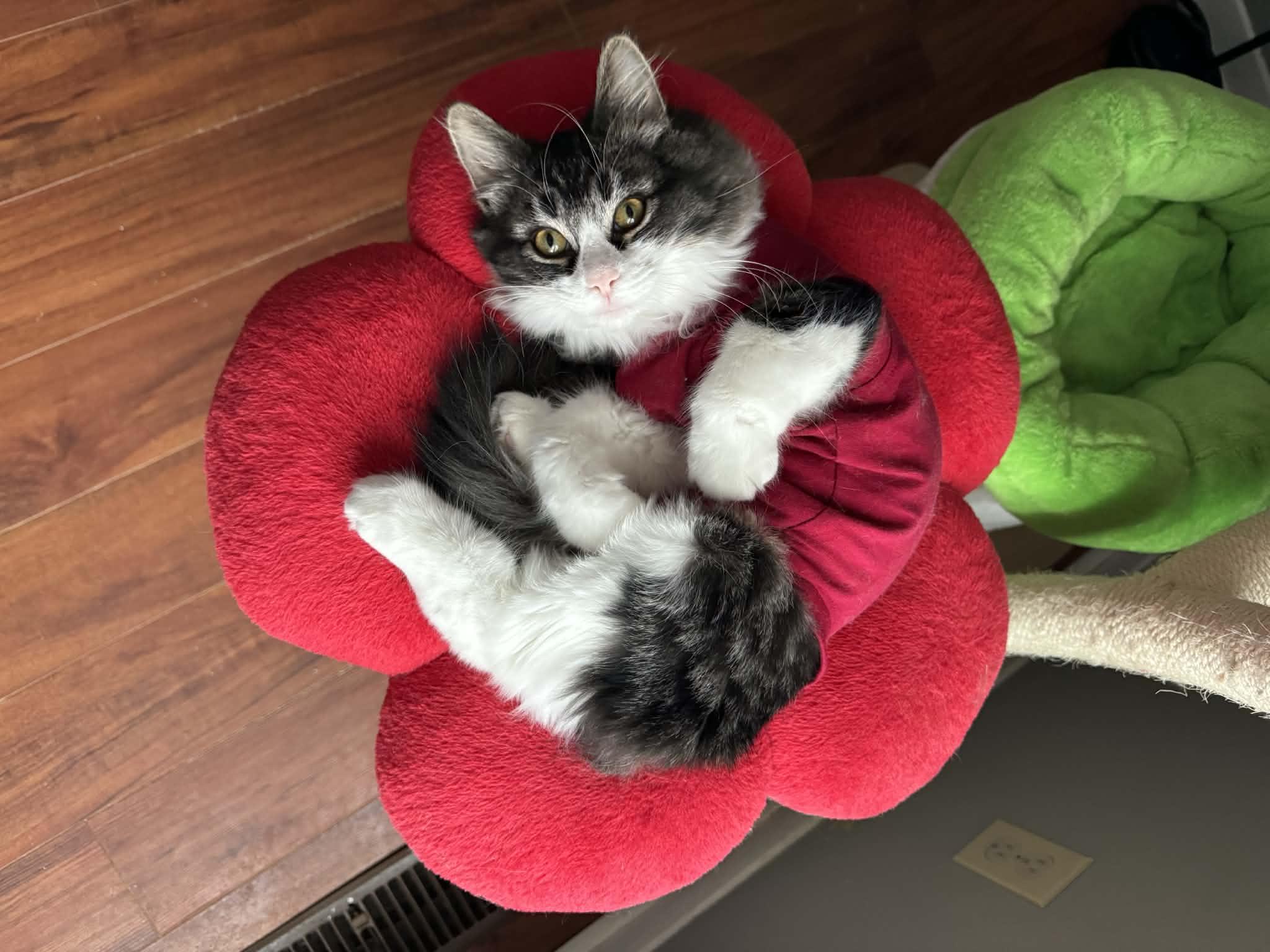 Enlarge Poppy, a Adoptable Tabby in Orleans, ON image 5/6