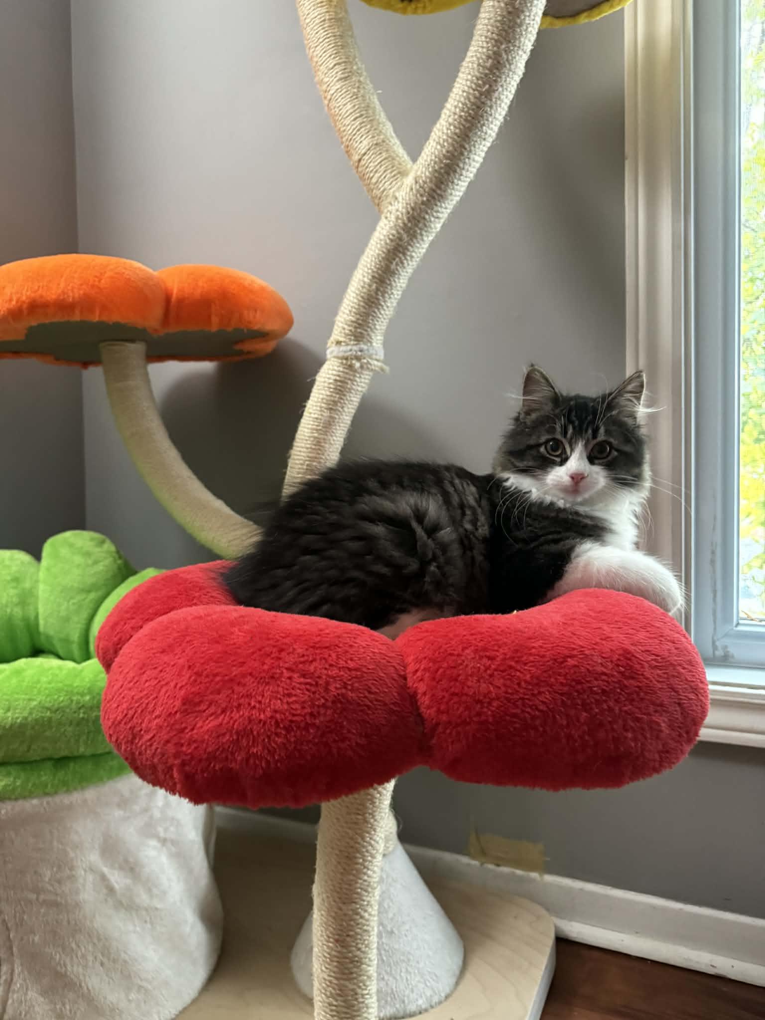 Enlarge Poppy, a Adoptable Tabby in Orleans, ON image 6/6