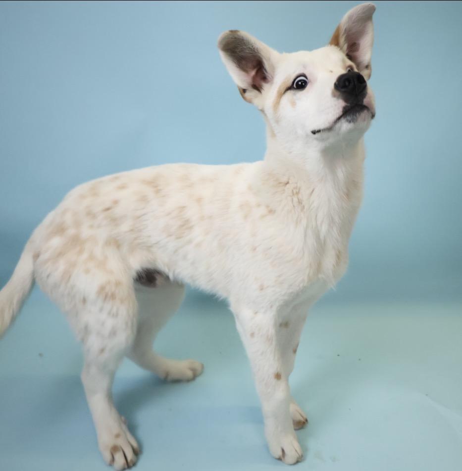 Louie, Adopted, Young Male Australian Cattle Dog / Blue Heeler.