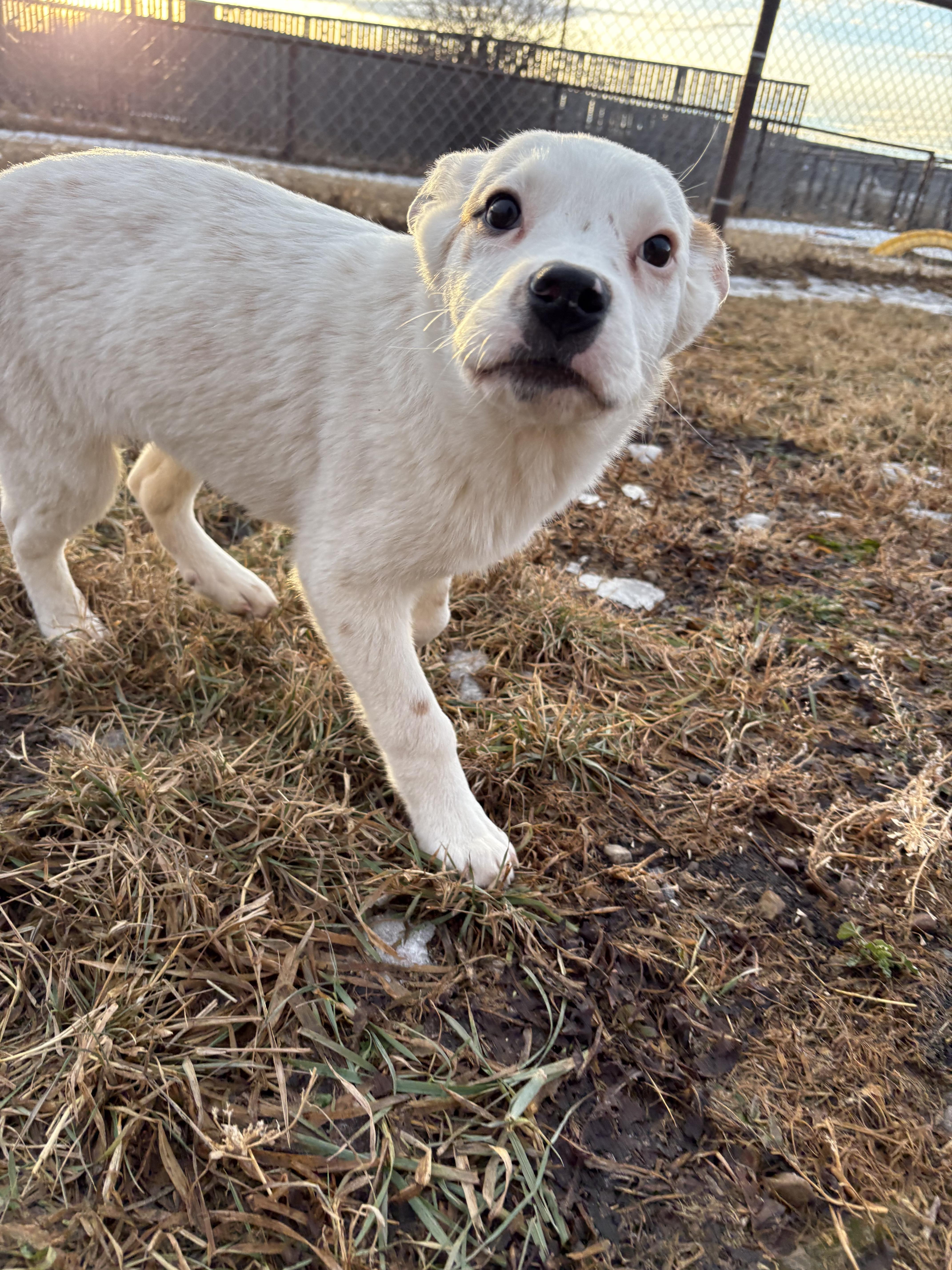 Louie, a Adopted mixed breed in Crossfield, AB image 2/6