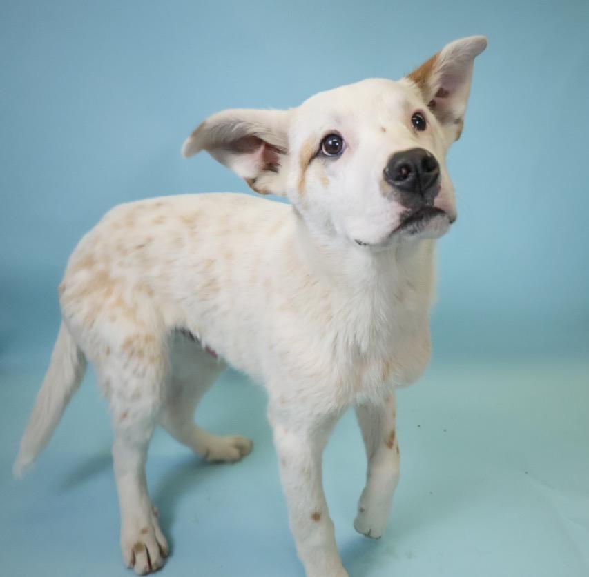 Louie, a Adopted mixed breed in Crossfield, AB image 4/6