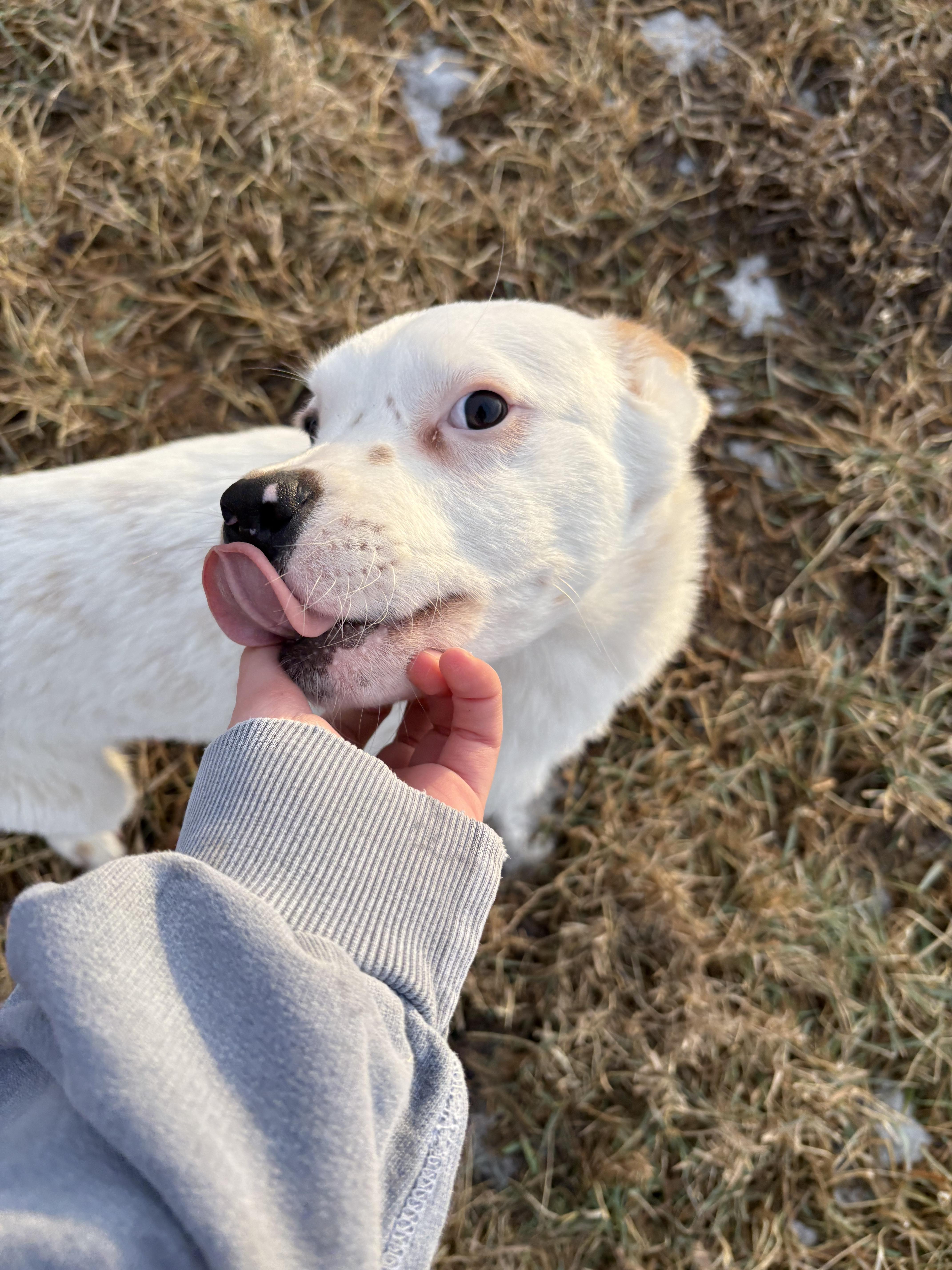 Louie, a Adopted mixed breed in Crossfield, AB image 5/6