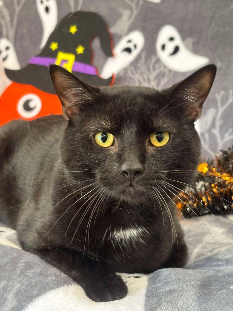 Enlarge NYX, a Adoptable mixed breed in Warrenton, NC image 1/1