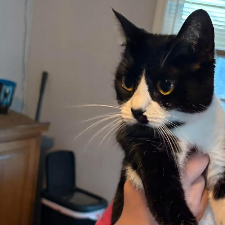 Kit Kat, a Adoptable Domestic Short Hair in Kirklin, IN image 3/4