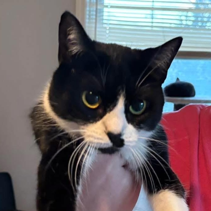 Kit Kat, a Adoptable Domestic Short Hair in Kirklin, IN image 4/4