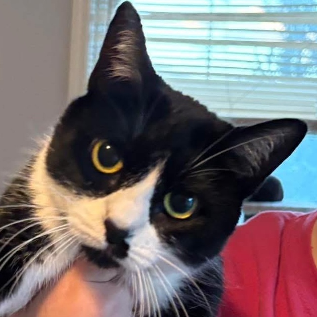 Kit Kat, a Adoptable Domestic Short Hair in Kirklin, IN image 1/4