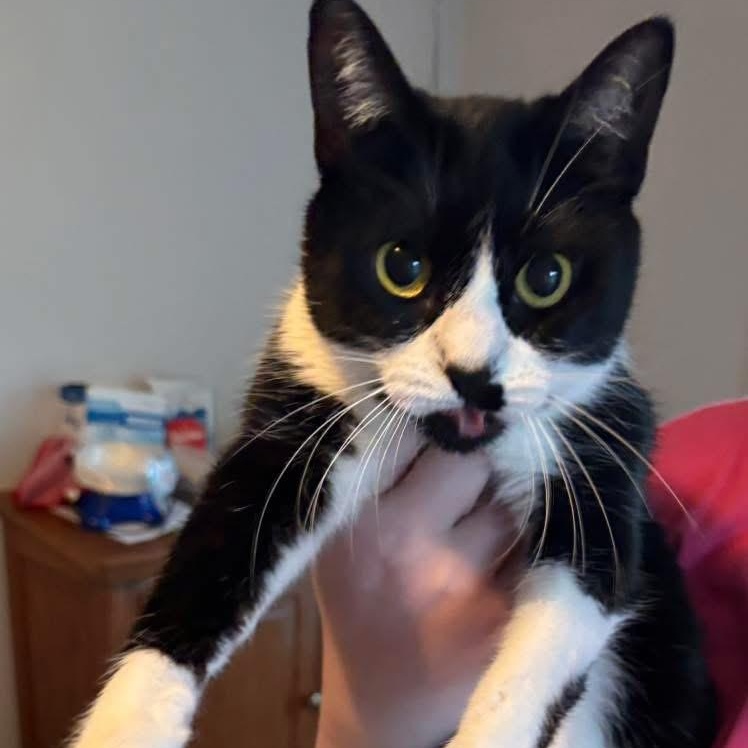 Kit Kat, a Adoptable Domestic Short Hair in Kirklin, IN image 2/4