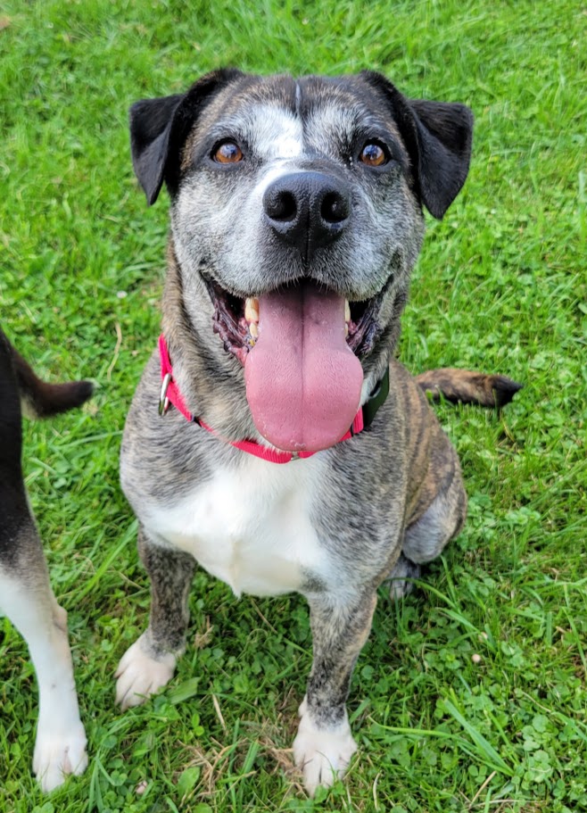 Boo, Adult Male Mountain Cur