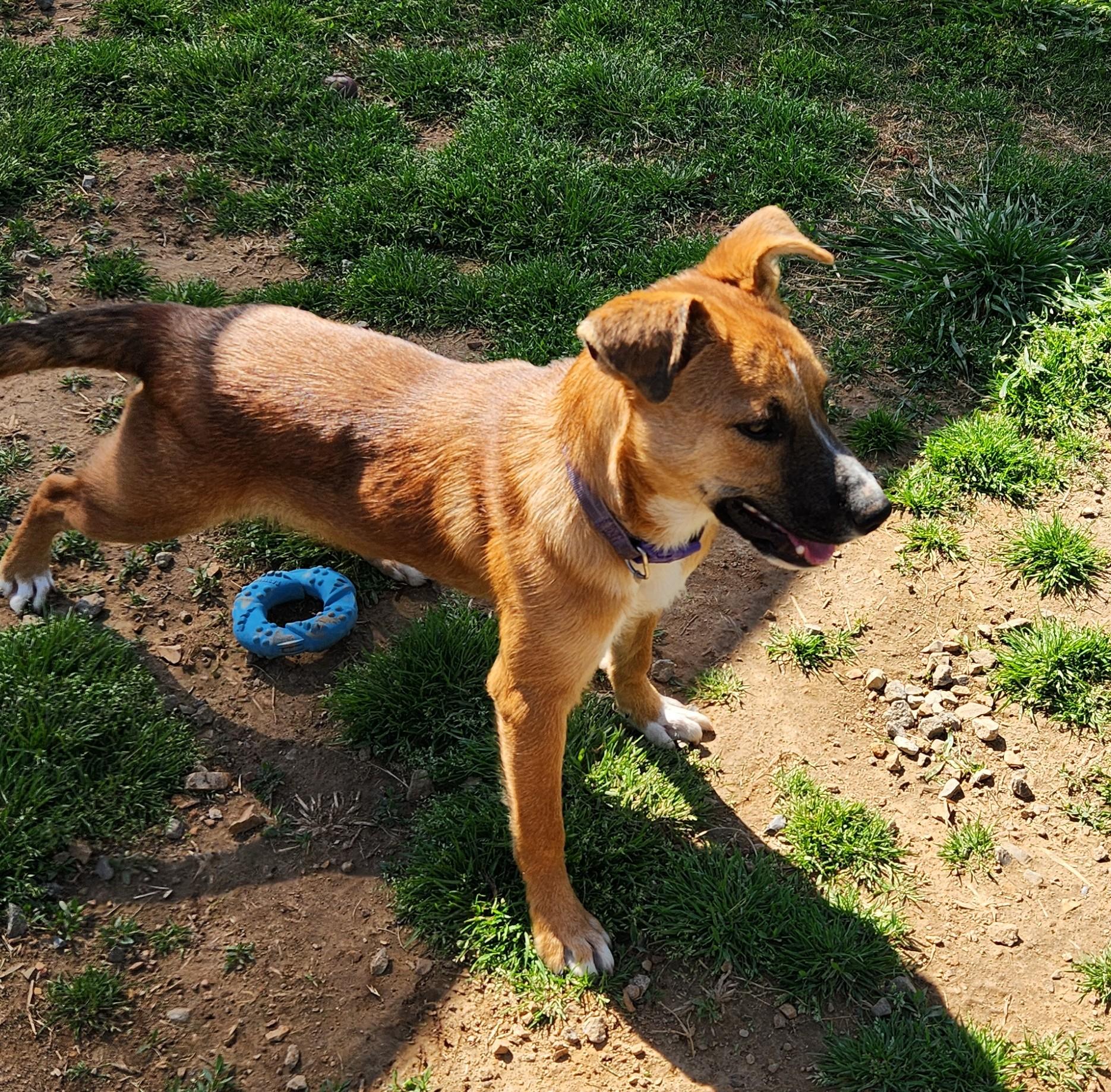 Enlarge Aspen, a ADOPTABLE mixed breed in Siloam Springs, AR image 2/3
