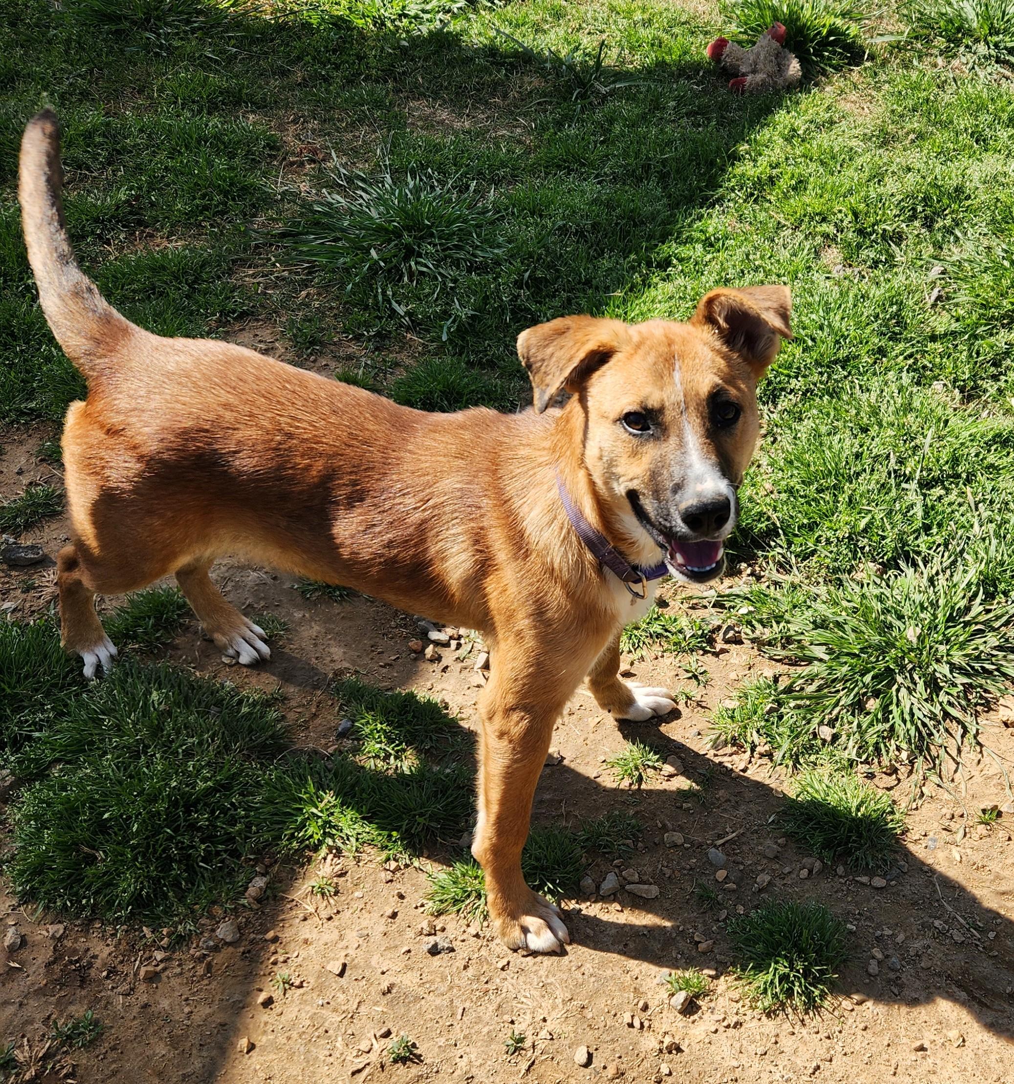 Enlarge Aspen, a ADOPTABLE mixed breed in Siloam Springs, AR image 3/3