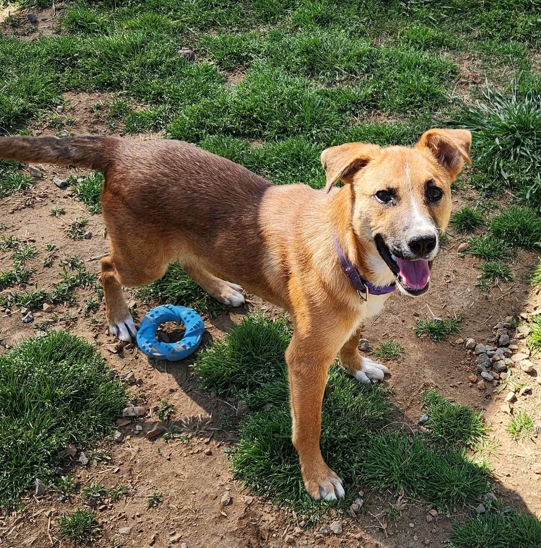 Enlarge Aspen, a ADOPTABLE mixed breed in Siloam Springs, AR image 1/3
