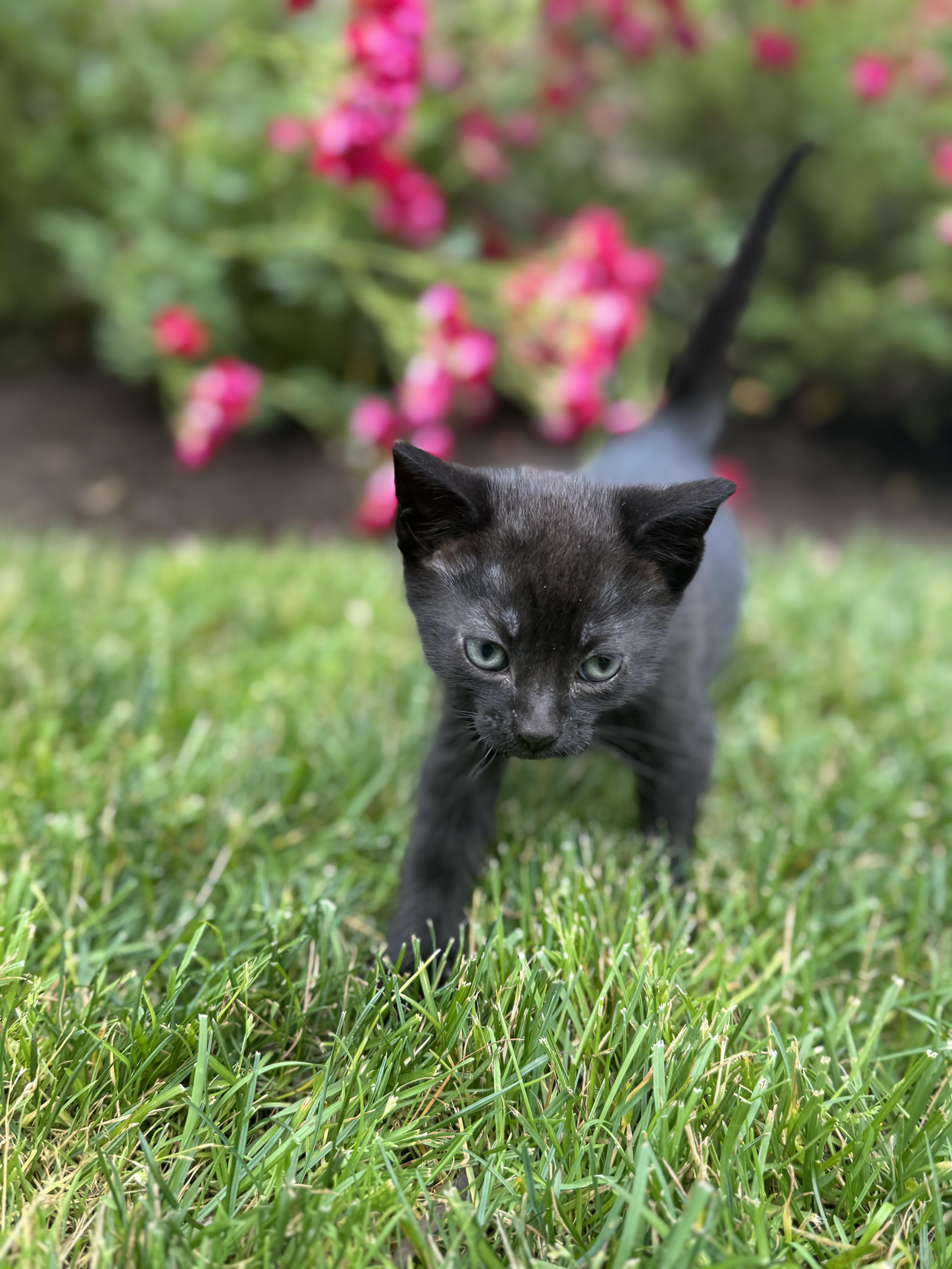 April, Baby Female Domestic Short Hair