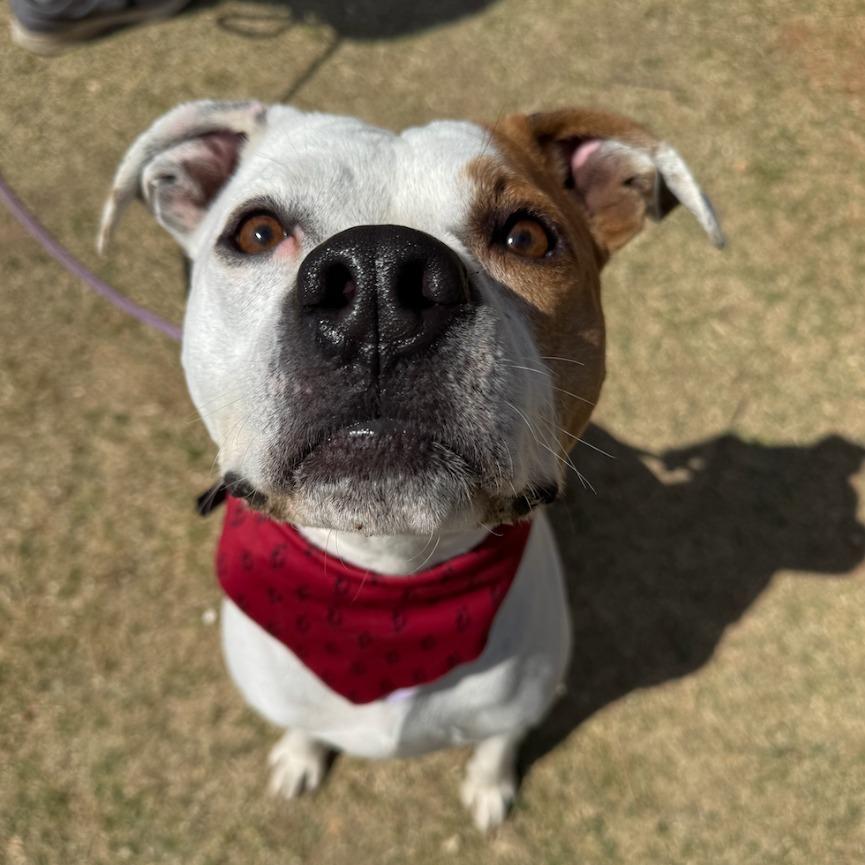 Enlarge Ace, a Adoptable mixed breed in Fayetteville, AR image 1/6