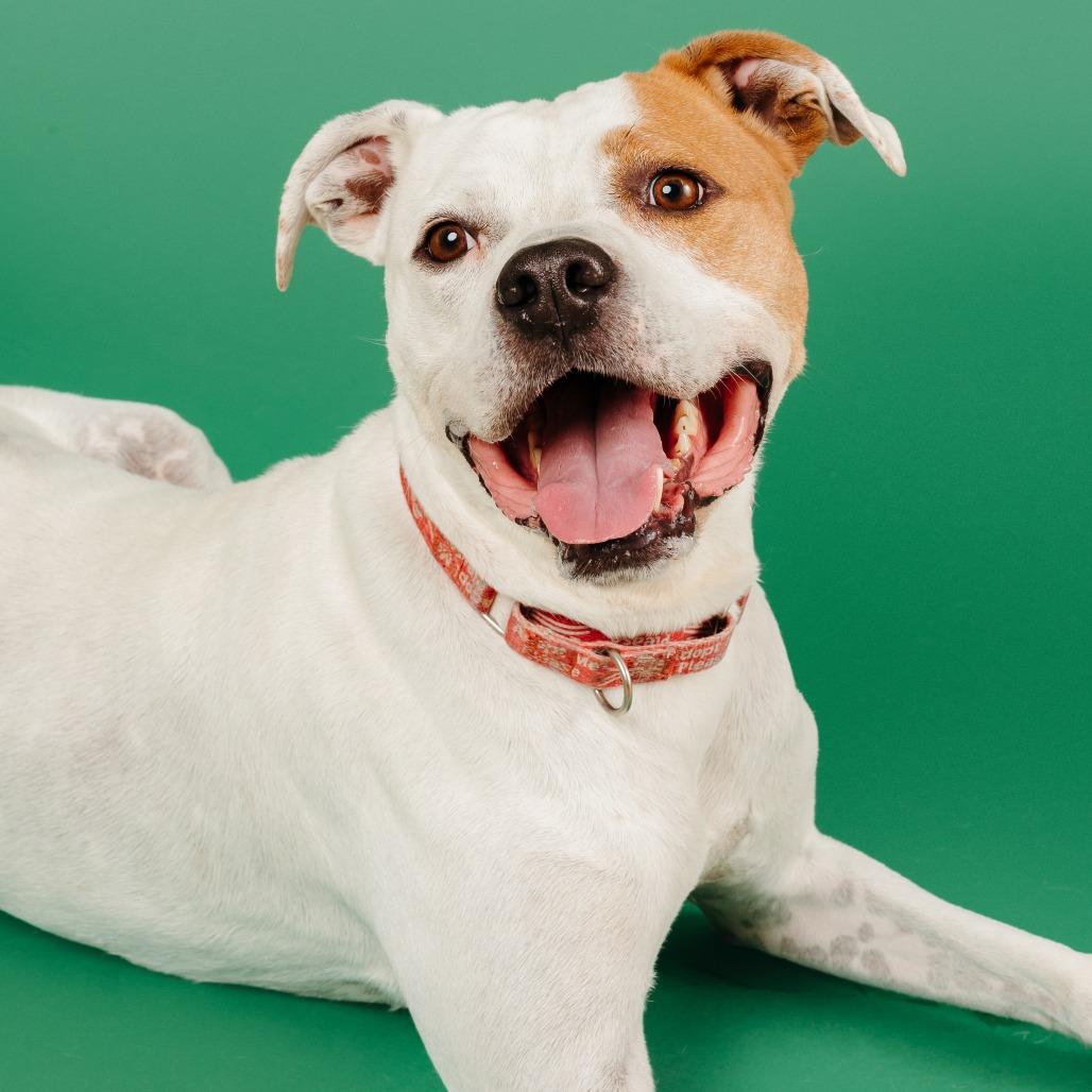 Enlarge Ace, a Adoptable mixed breed in Fayetteville, AR image 2/6