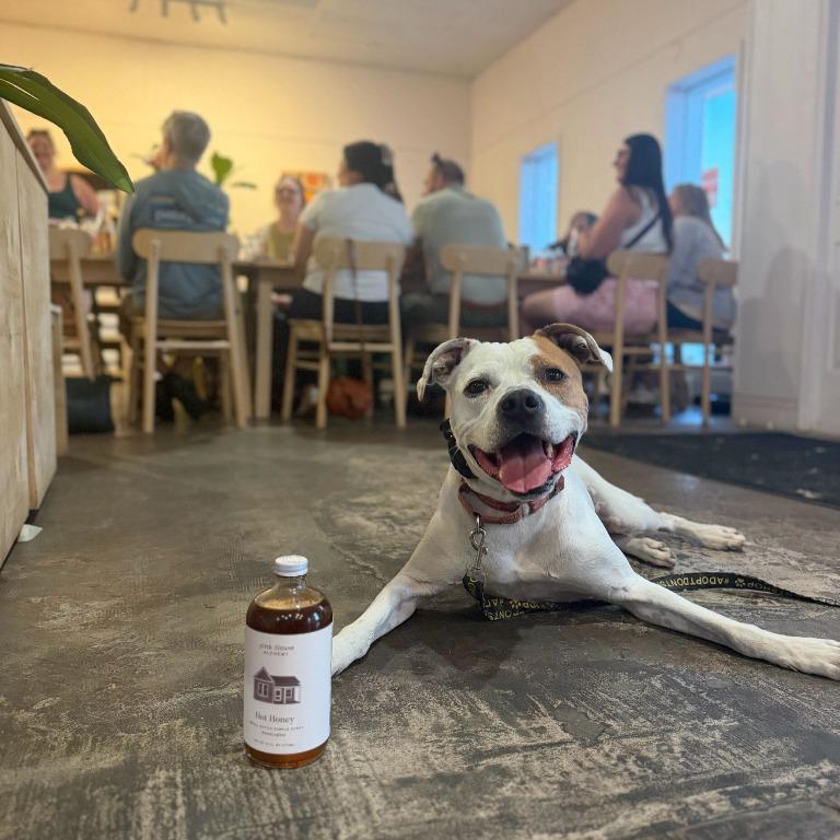 Enlarge Ace, a Adoptable mixed breed in Fayetteville, AR image 3/6