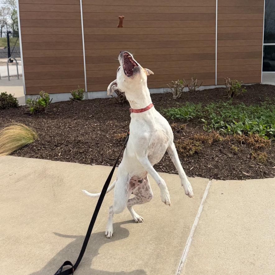 Enlarge Ace, a Adoptable mixed breed in Fayetteville, AR image 4/6
