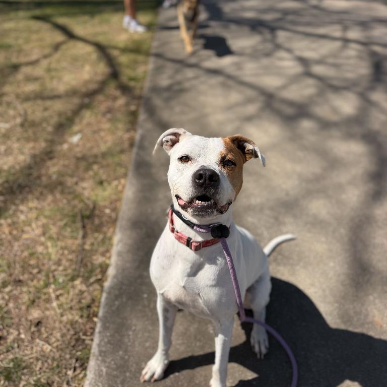 Enlarge Ace, a Adoptable mixed breed in Fayetteville, AR image 5/6