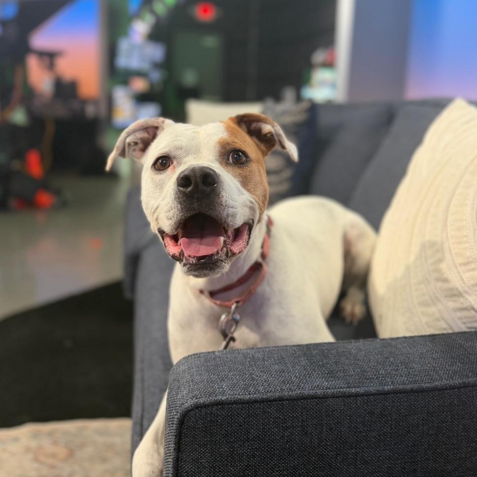 Enlarge Ace, a Adoptable mixed breed in Fayetteville, AR image 6/6