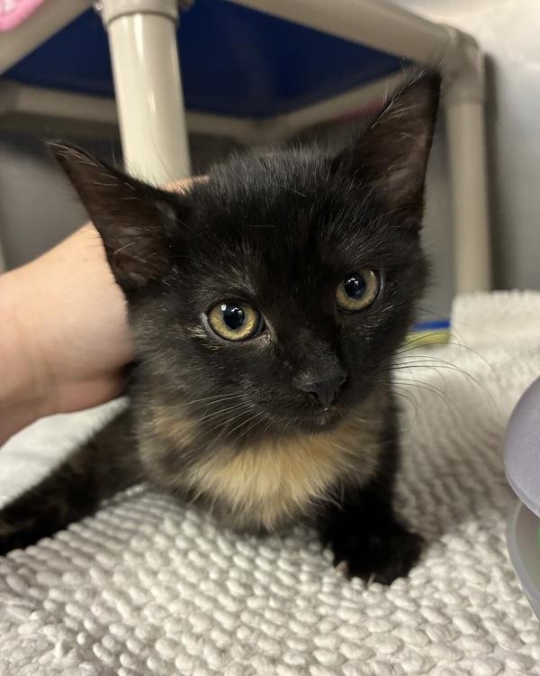 Lynn (with Norva), Adoptable, Kitten Female Domestic Short Hair.