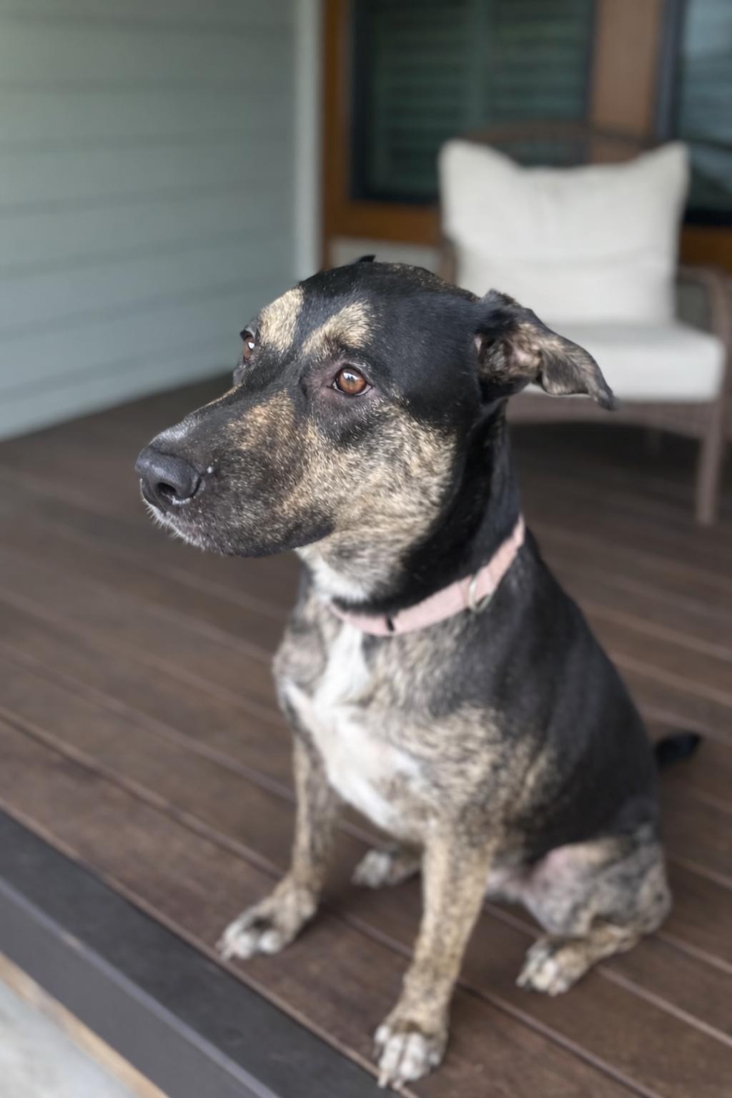 Enlarge Sasha, a Adoptable mixed breed in Charlotte, NC image 4/6