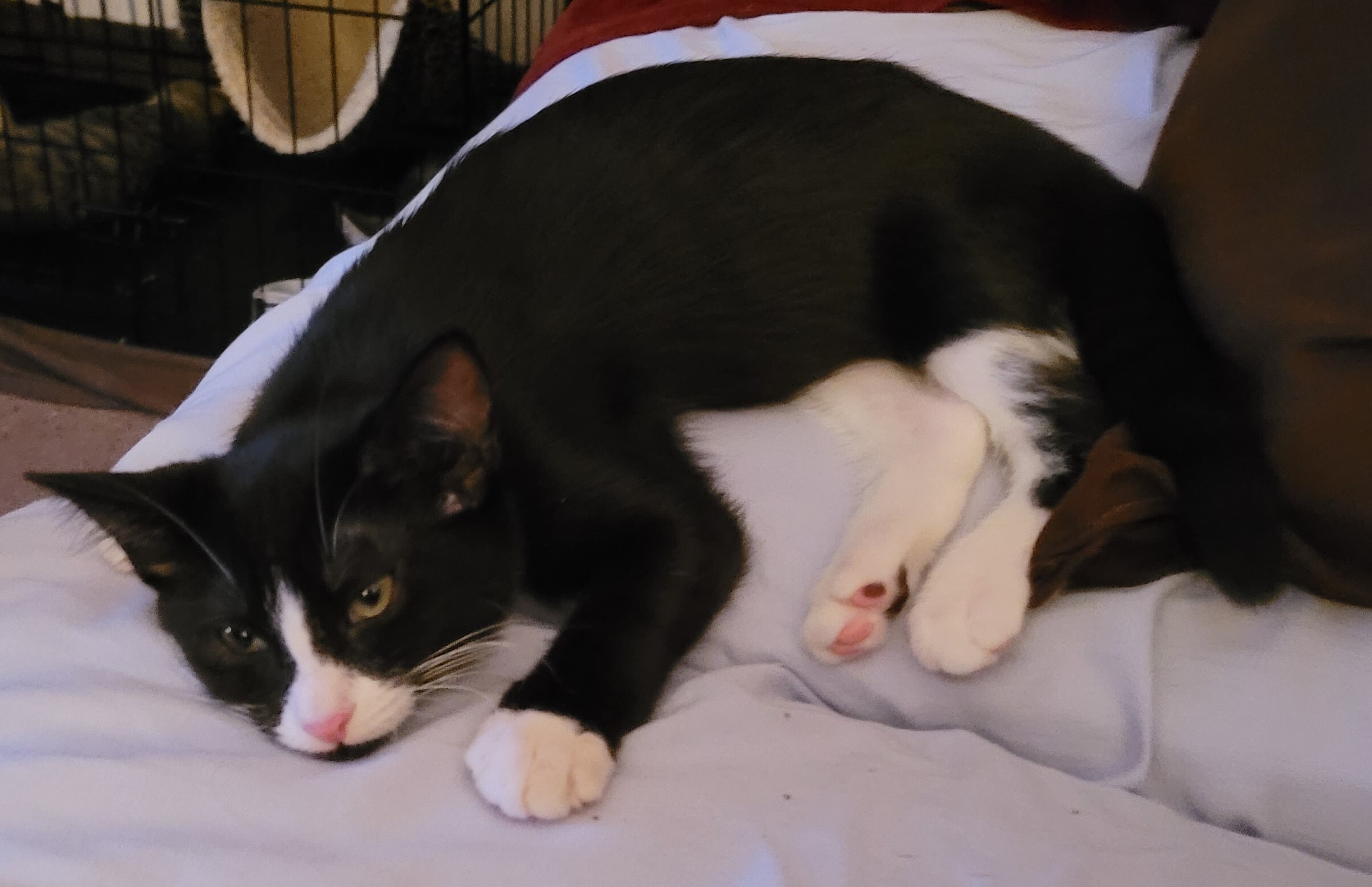 Enlarge Lily, a Adoptable American Shorthair in RIVERSIDE, CA image 2/3