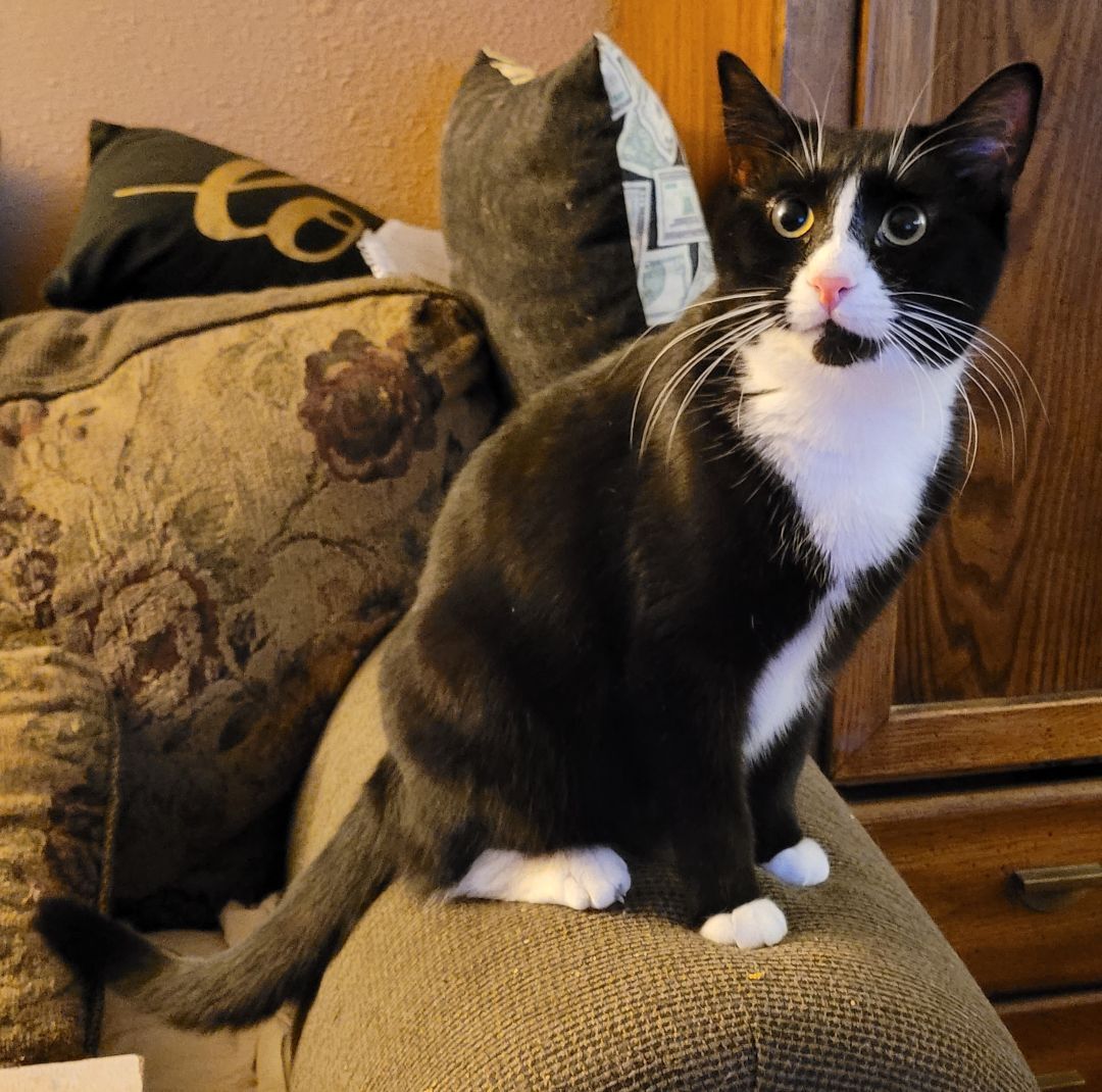 Lily, Adoptable, Adult Female American Shorthair.