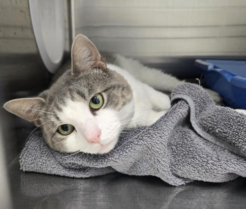 Gibby, Adoptable, Adult Male Domestic Short Hair.