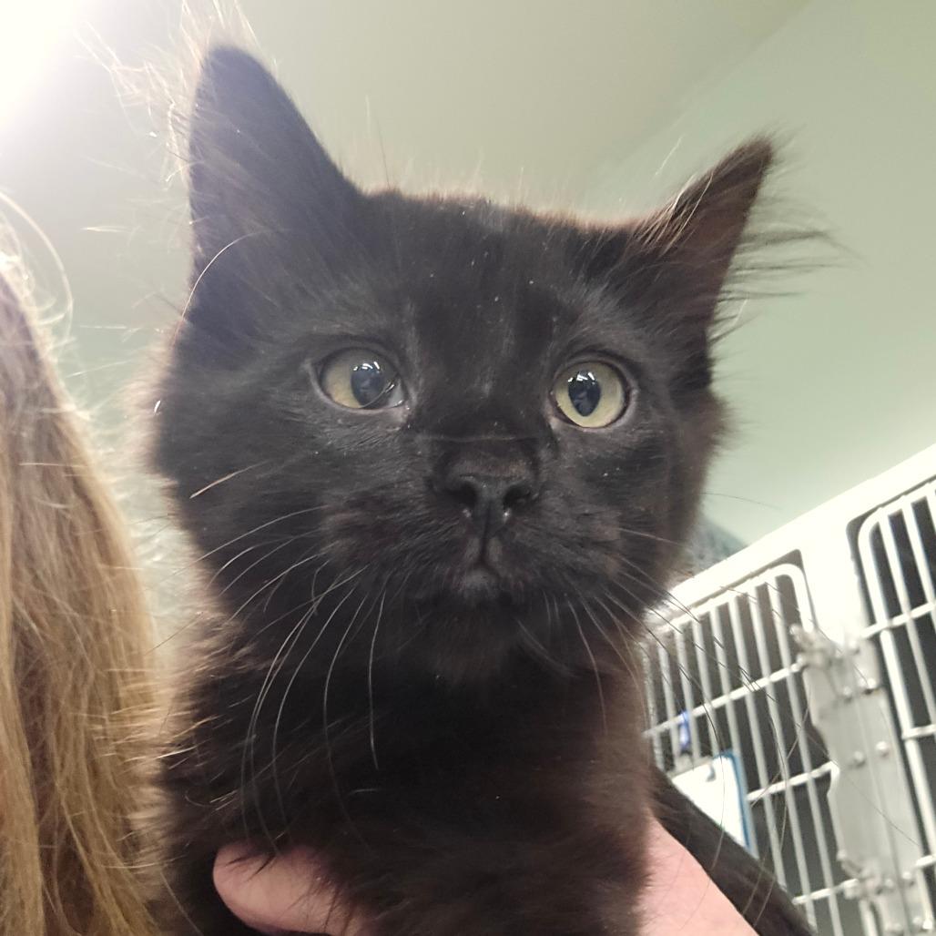 Loki, Adoptable, Kitten Male Domestic Long Hair.