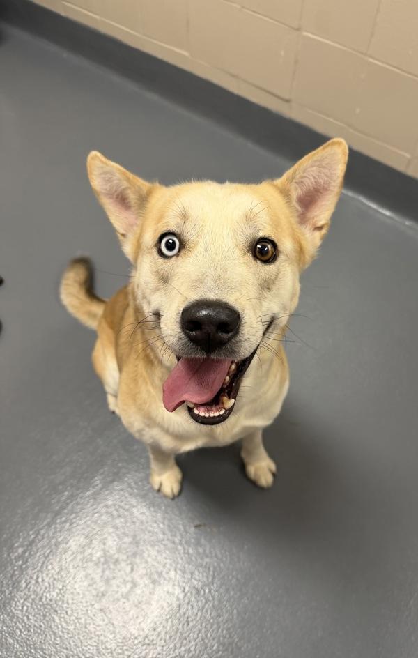 Carl Dean, Adoptable, Adult Male Siberian Husky.