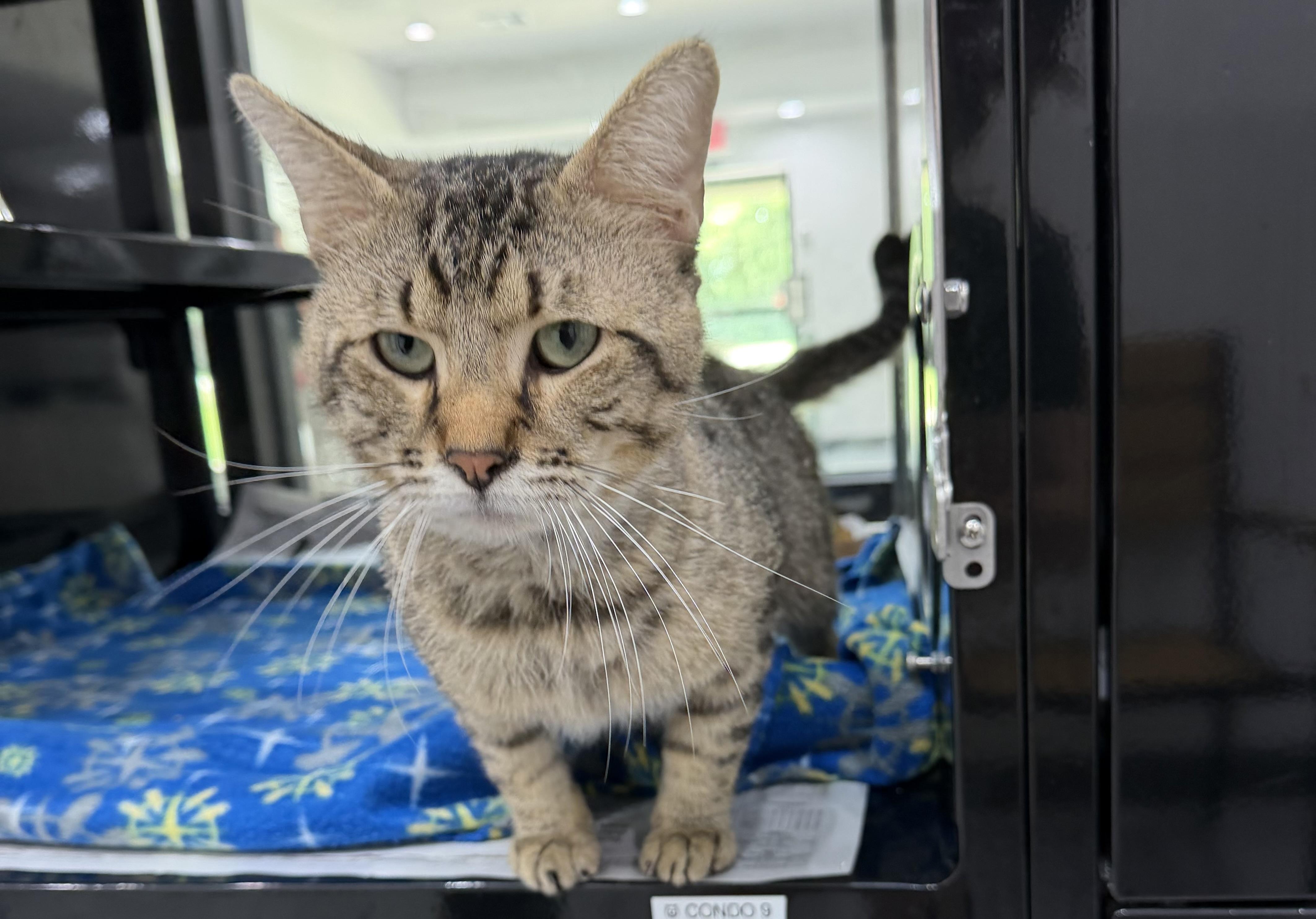 Enlarge Elfo, an adopted Domestic Short Hair in Sherman, TX image 1/1