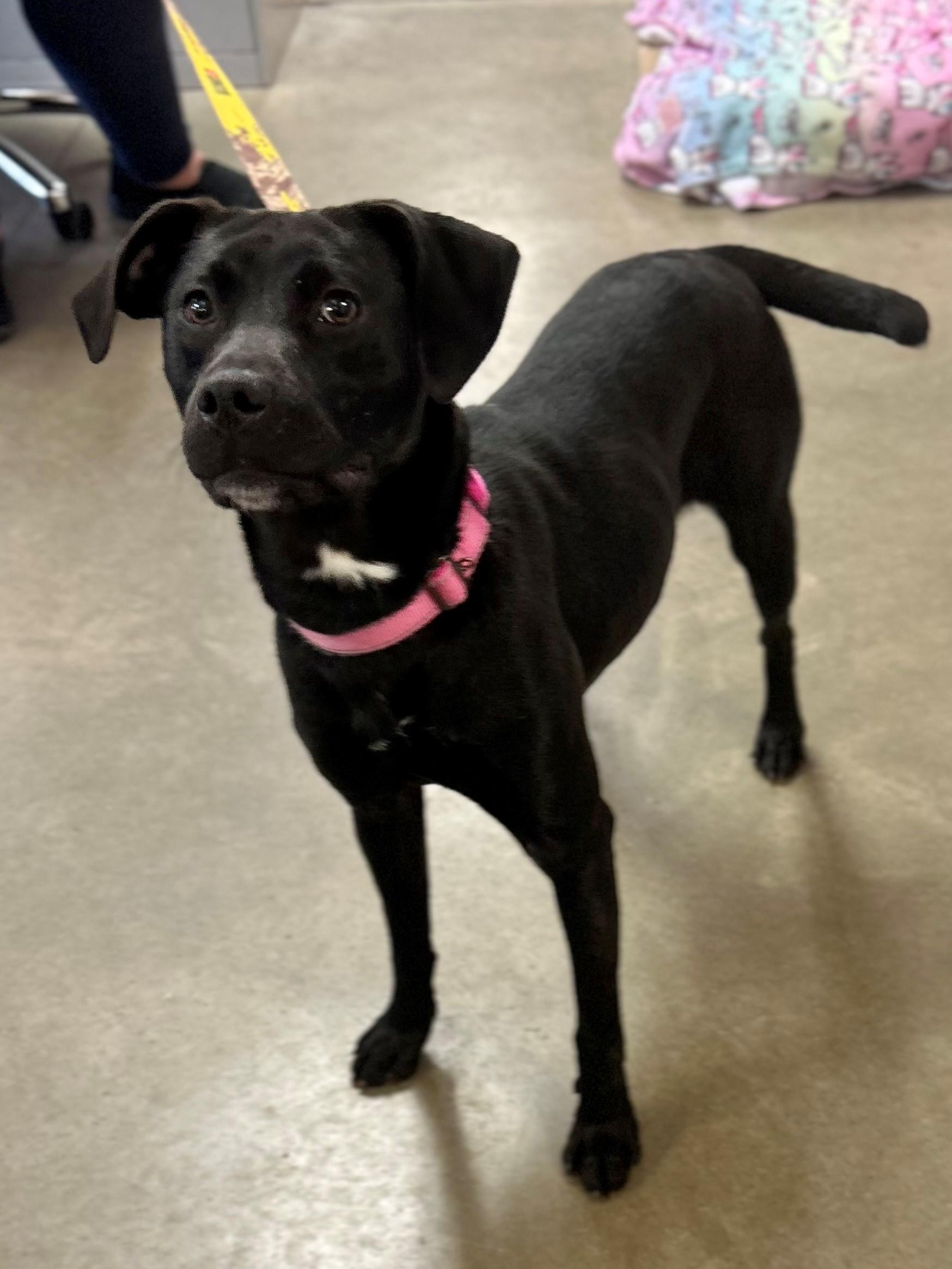 Enlarge Clover, an adopted mixed breed in Mason City, IA image 1/1