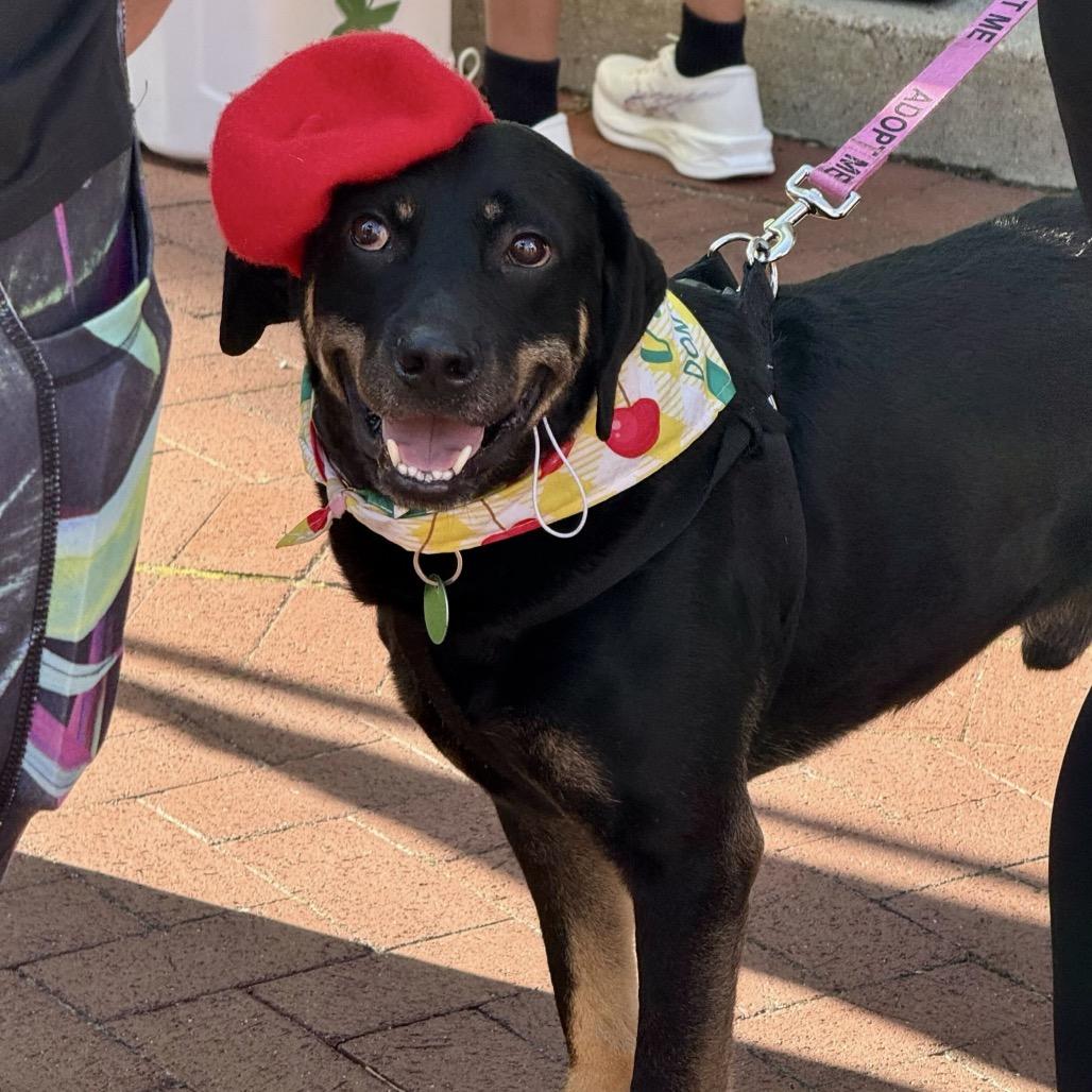 Charlie Parker, Adopted, Adult Male Shepherd & Hound.