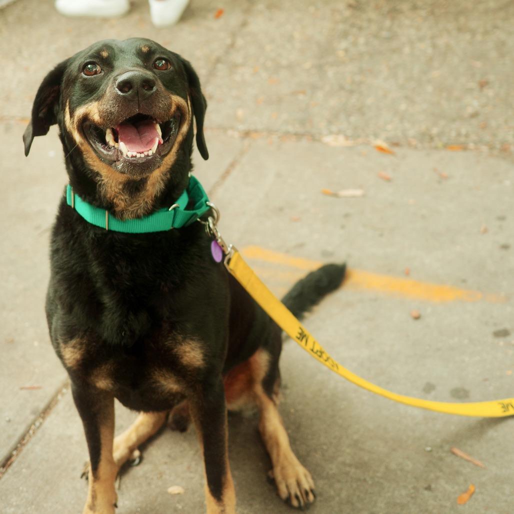 Enlarge Charlie Parker, a Adopted mixed breed in New Orleans, LA image 2/6