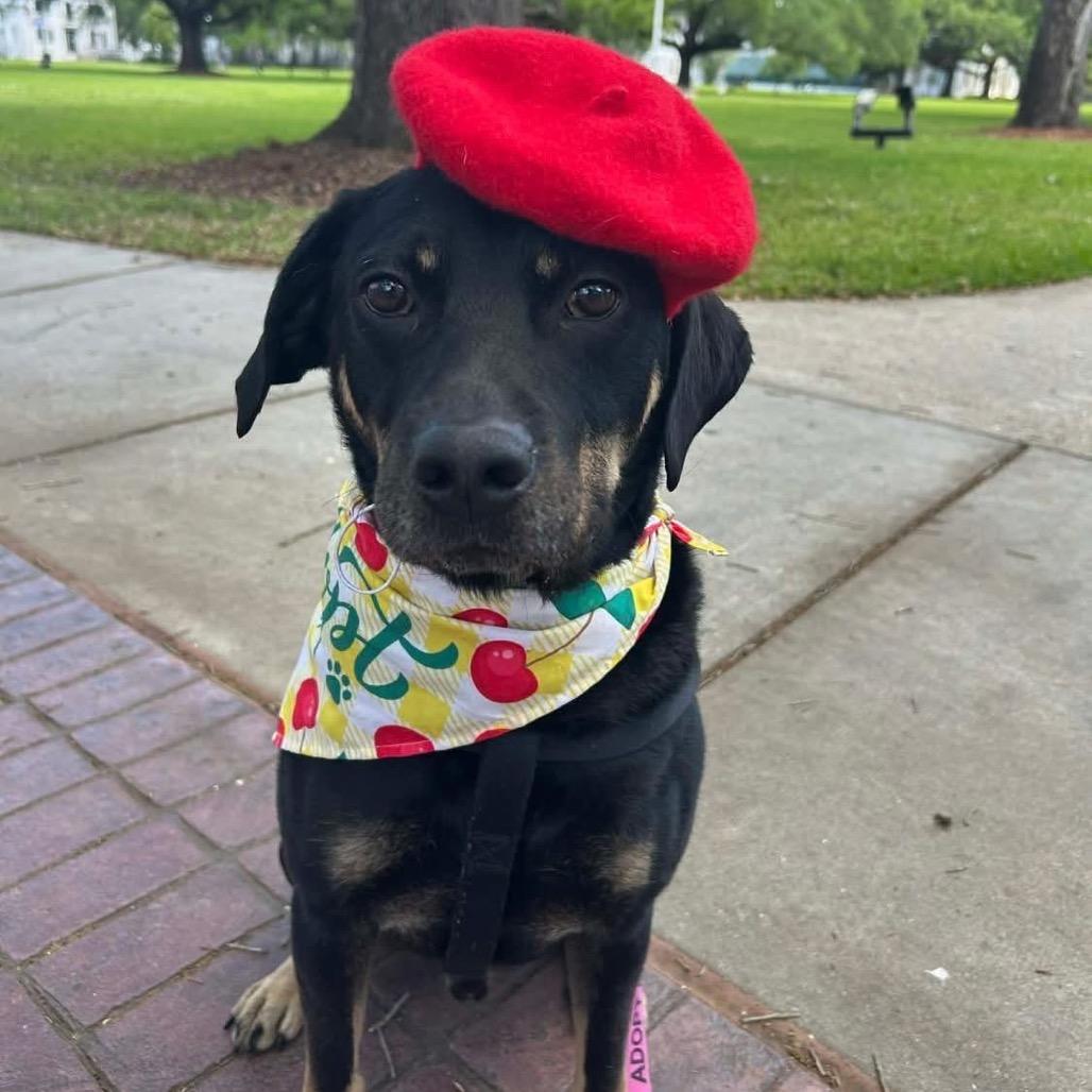 Enlarge Charlie Parker, a Adopted mixed breed in New Orleans, LA image 3/6