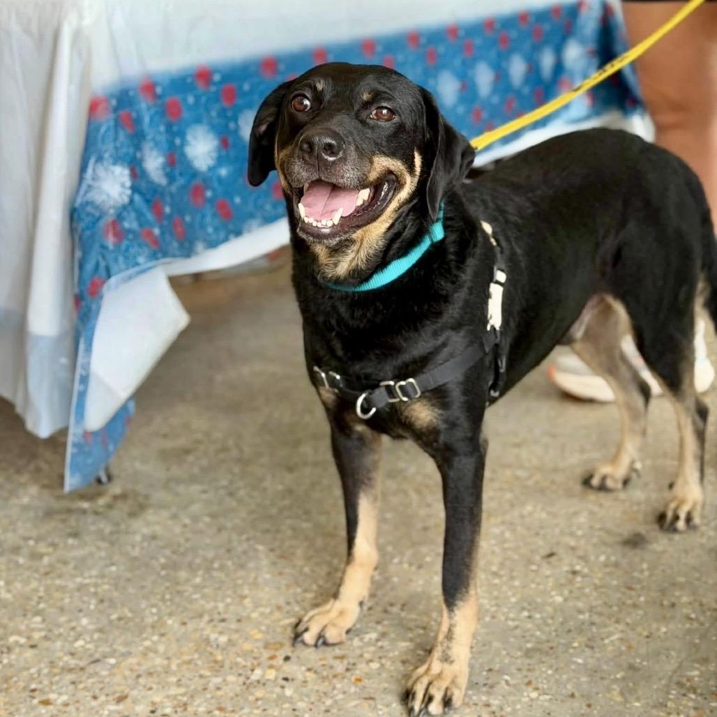 Enlarge Charlie Parker, a Adopted mixed breed in New Orleans, LA image 5/6