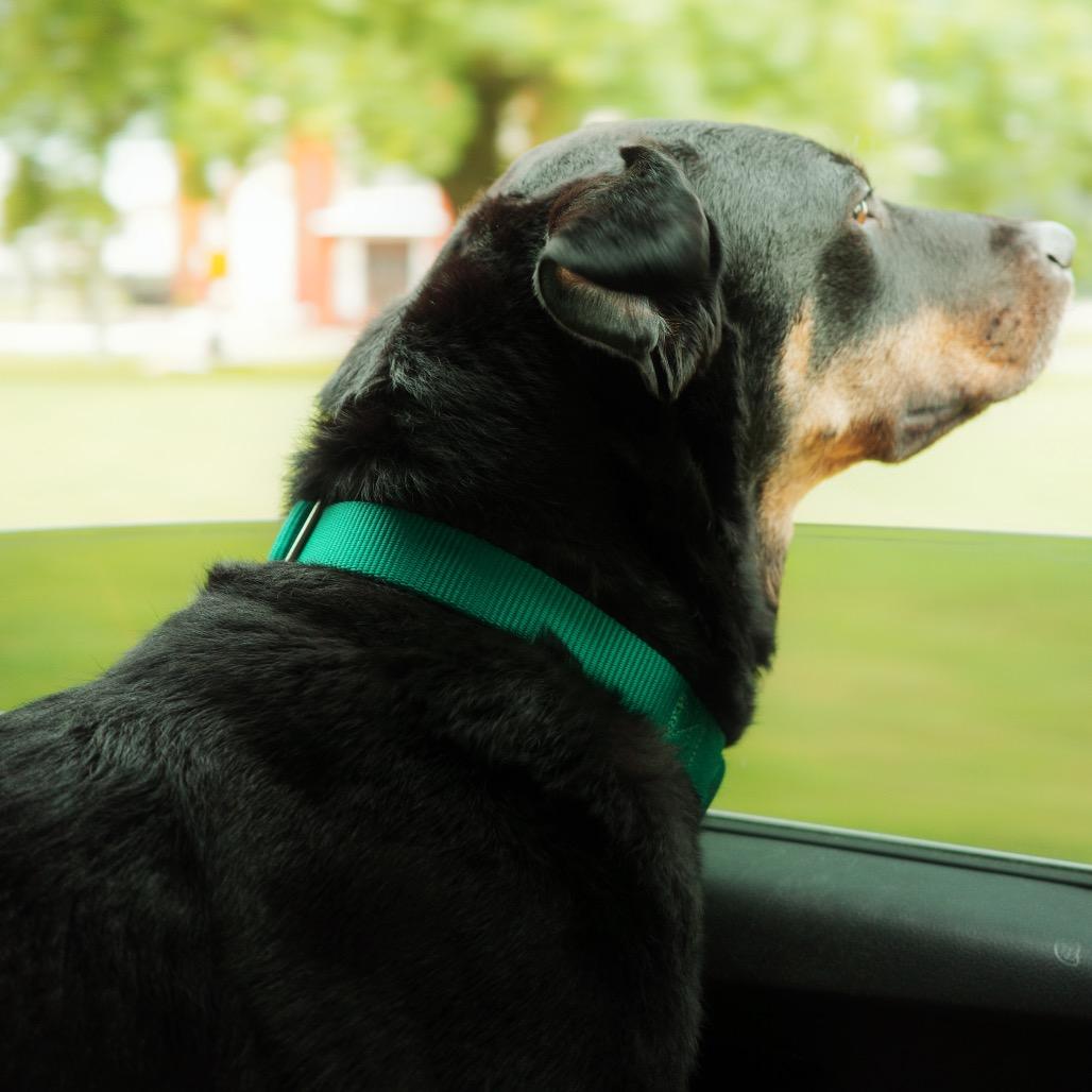 Enlarge Charlie Parker, a Adopted mixed breed in New Orleans, LA image 6/6