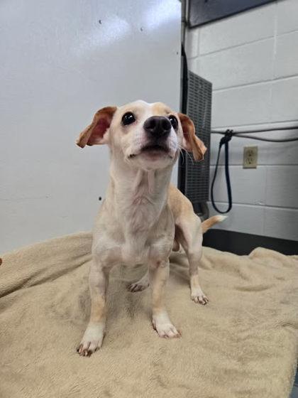 Enlarge Coby, a Adoptable mixed breed in Spruce Pine, NC image 1/1